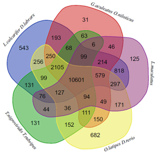 破译重要课题!黄海水产研究所首次完成花鲈基因组精细图谱绘制