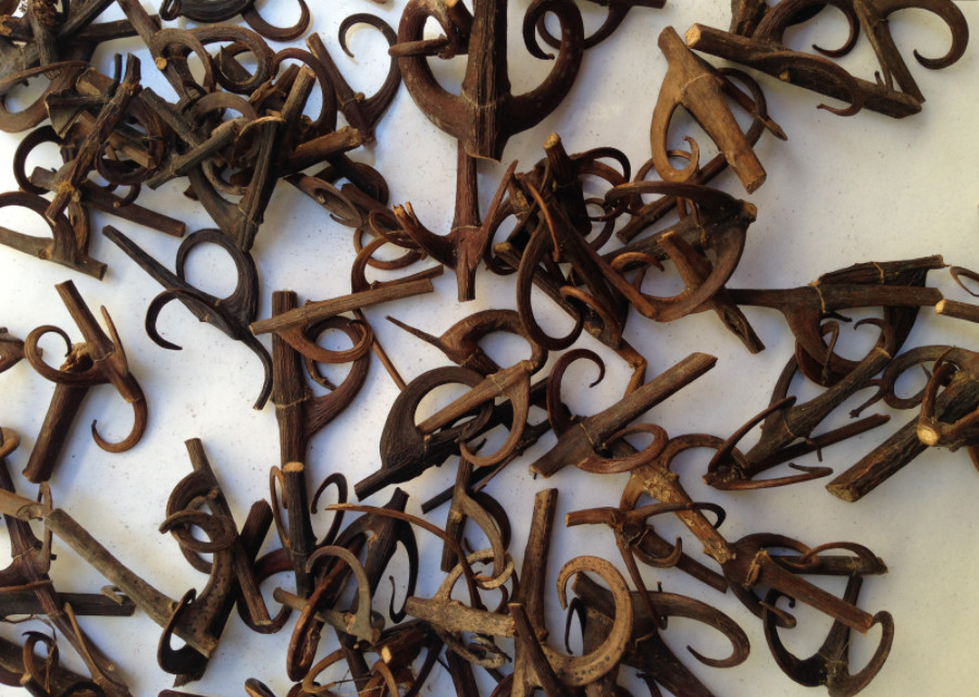 农村这种植物,称为"鹰爪风",价值珍贵可入药,却被农民当柴烧