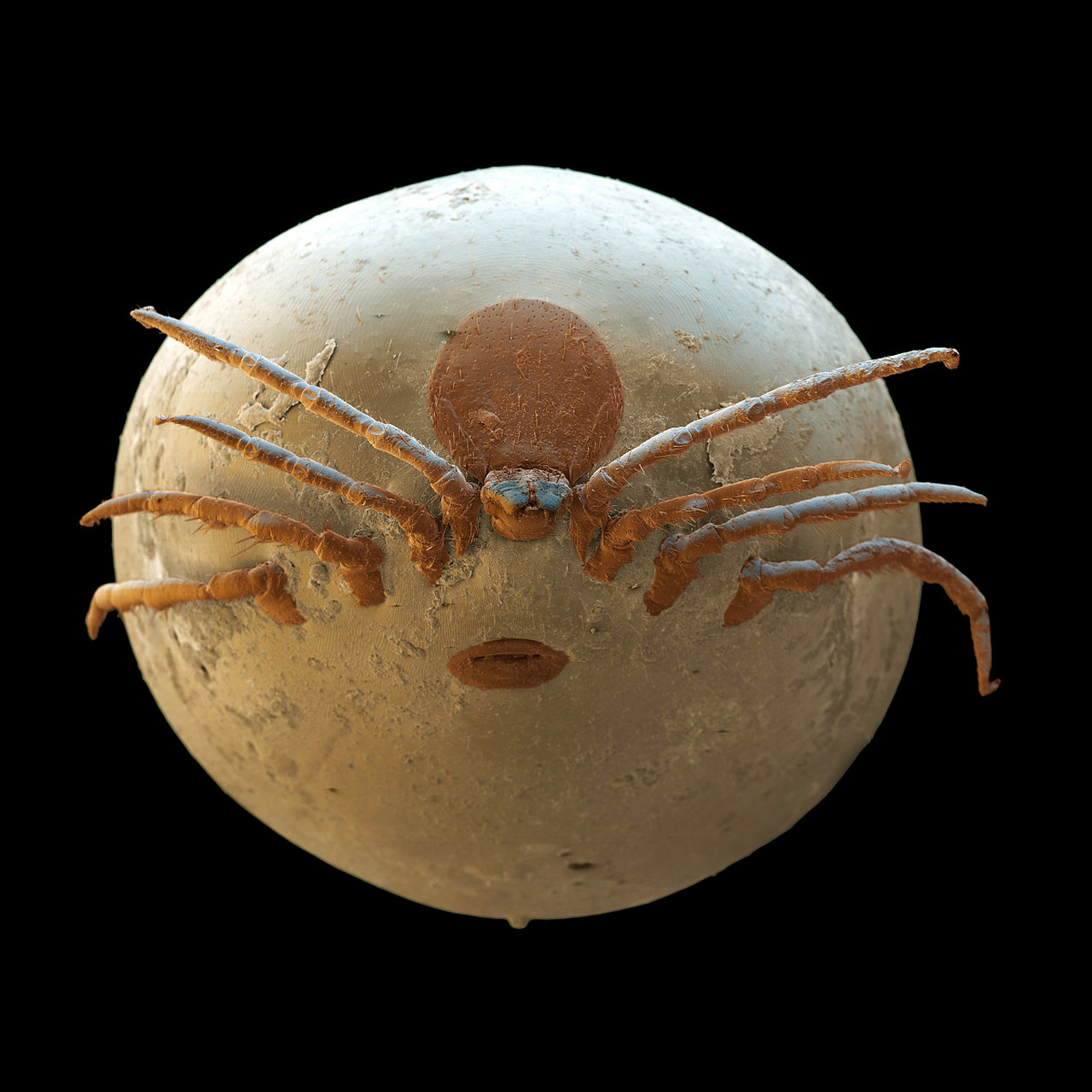 小成羊感染蜱虫严重时会造成死亡 前几天,帮一块的剪羊毛