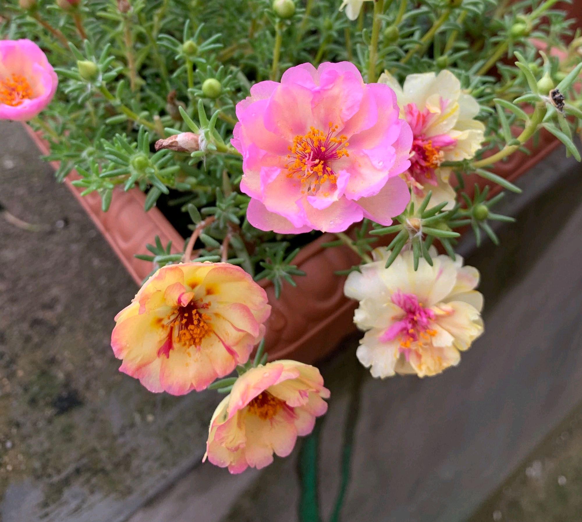 过冬的宿根太阳花芽少枝条弱?只需3招,开花连续不断爆盆成花树