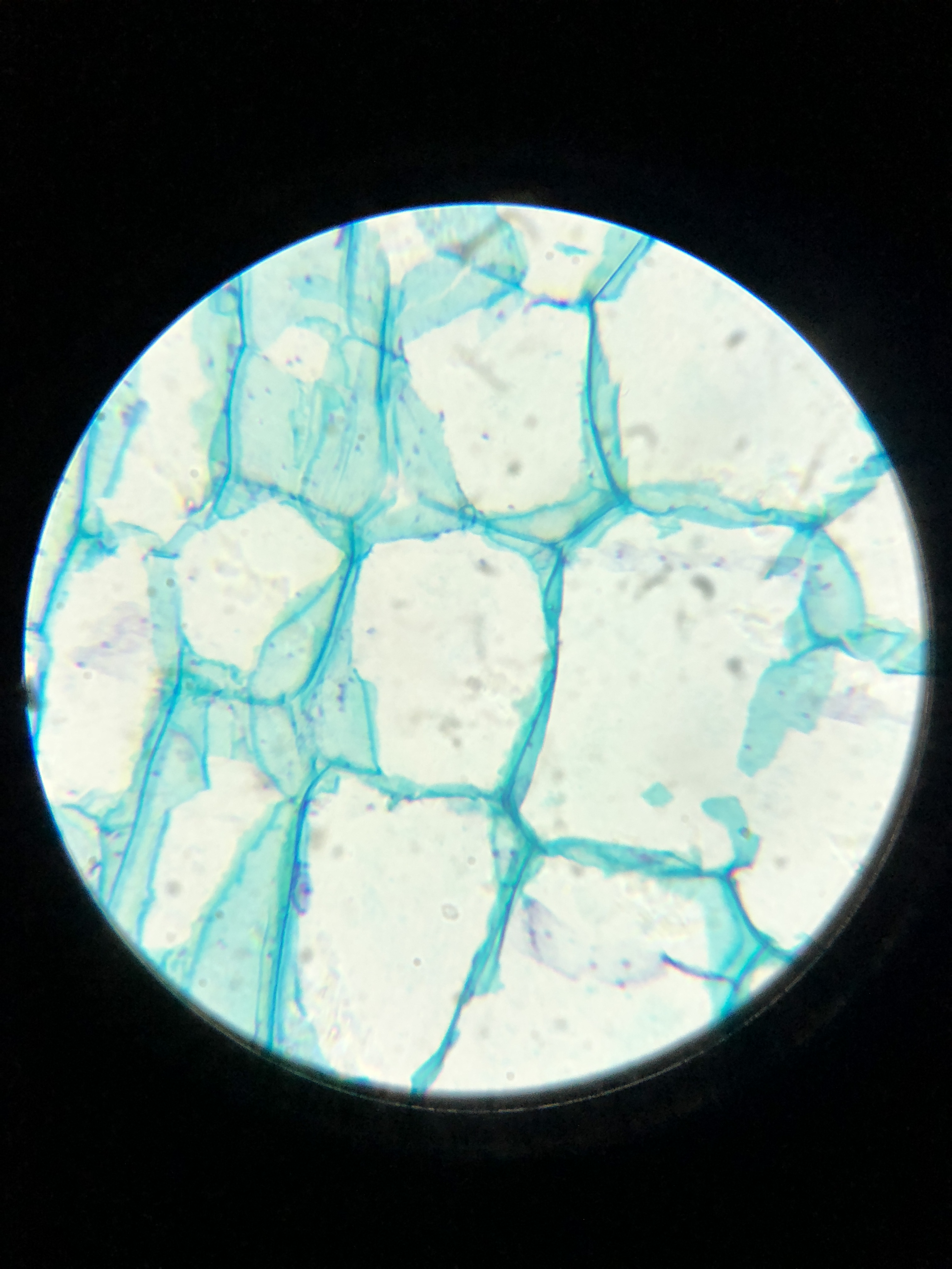 显微镜下的叶子图片