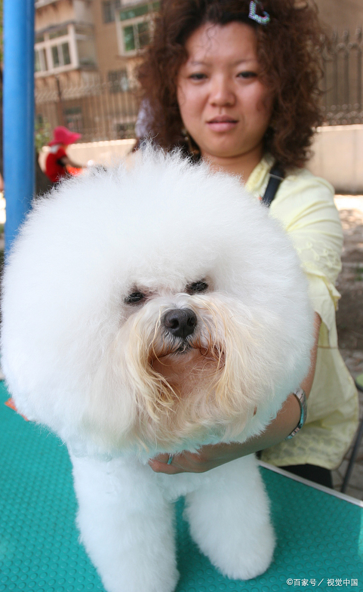 十大巨型犬图片