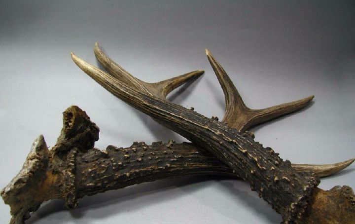 梅花鹿角再生带来吉祥,幸福和长寿