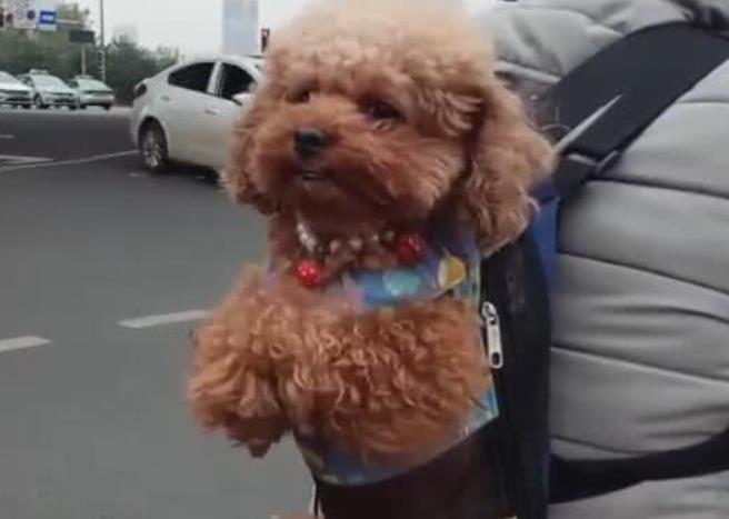 铲屎官骑单车遛泰迪,狗瑟瑟发抖的模样亮了,路人一看笑到胃抽筋