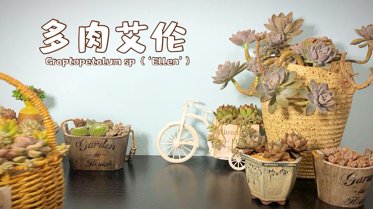 粉嘟嘟的景天科厚叶草属多肉植物-艾伦 你有养过吗?