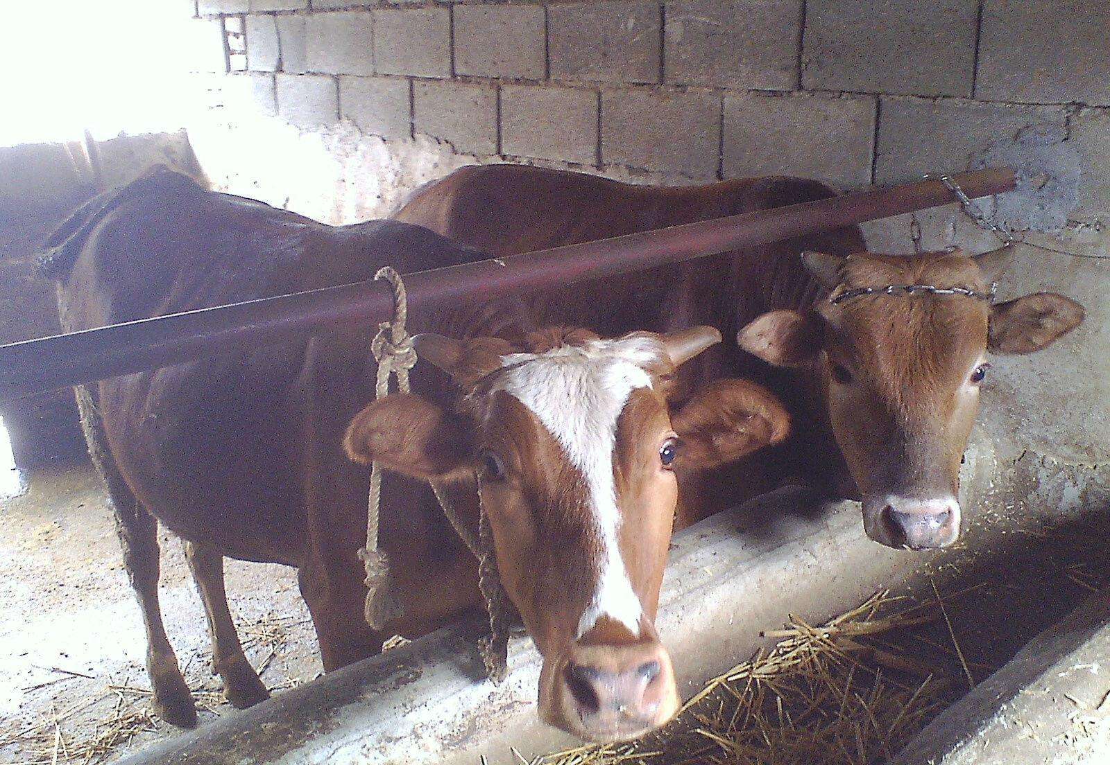 养牛如何选择牛场?牛场要做哪些准备?这样才能养好牛