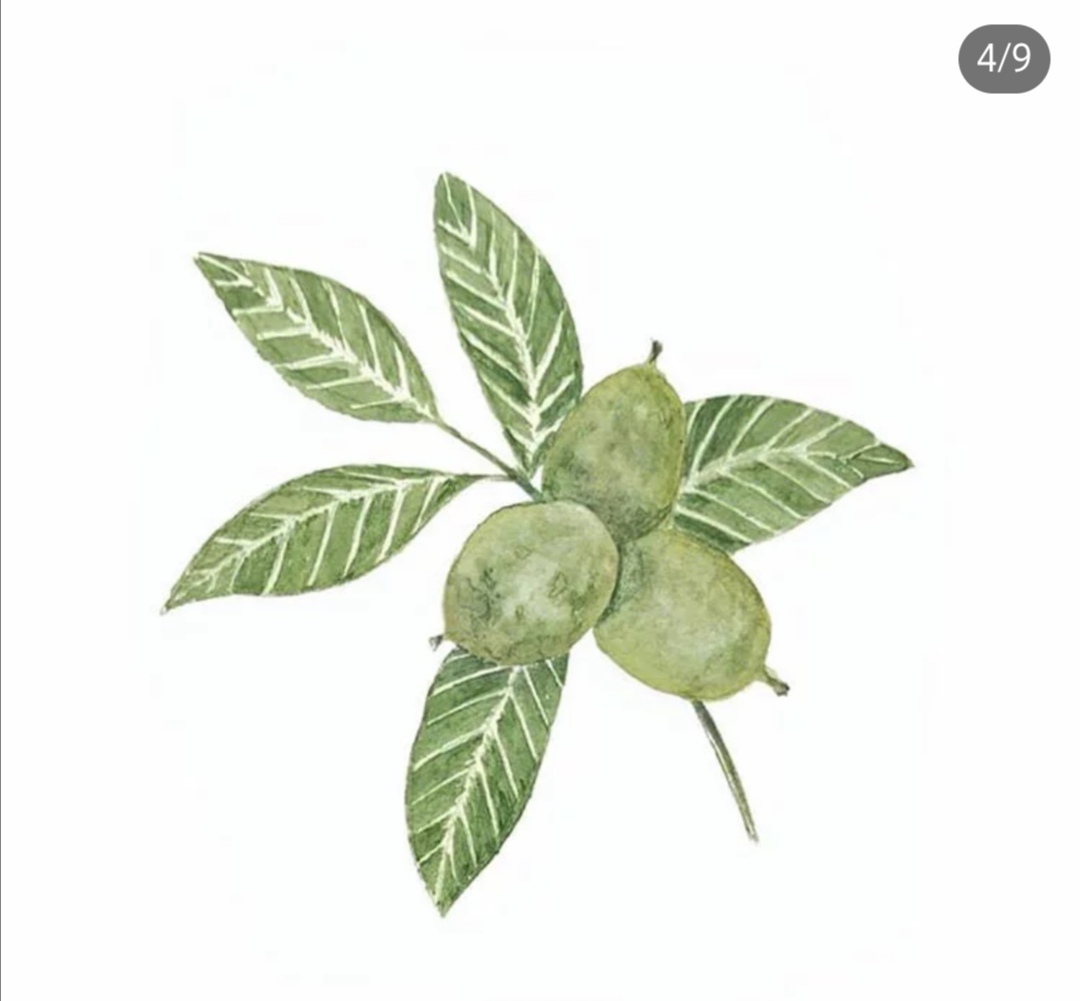 适合临摹用在手帐里的简单水彩小绿植,热乎分享