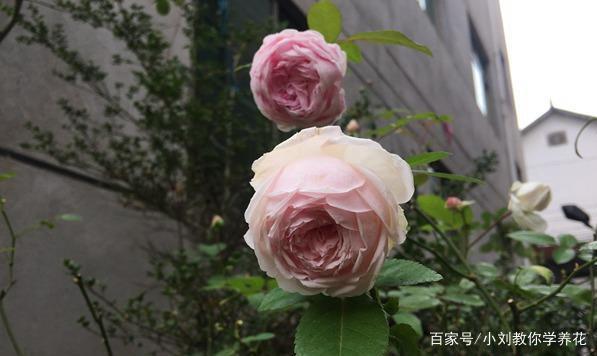 国产月季中的玉玲珑,仙气十足,花量大期长,开花勤