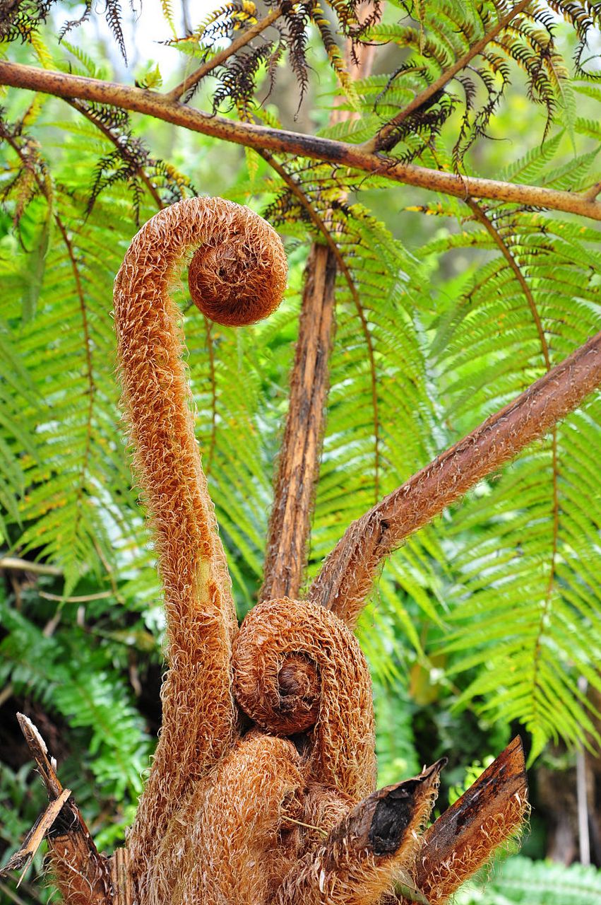 金丝猴蕨类植物怎么养?