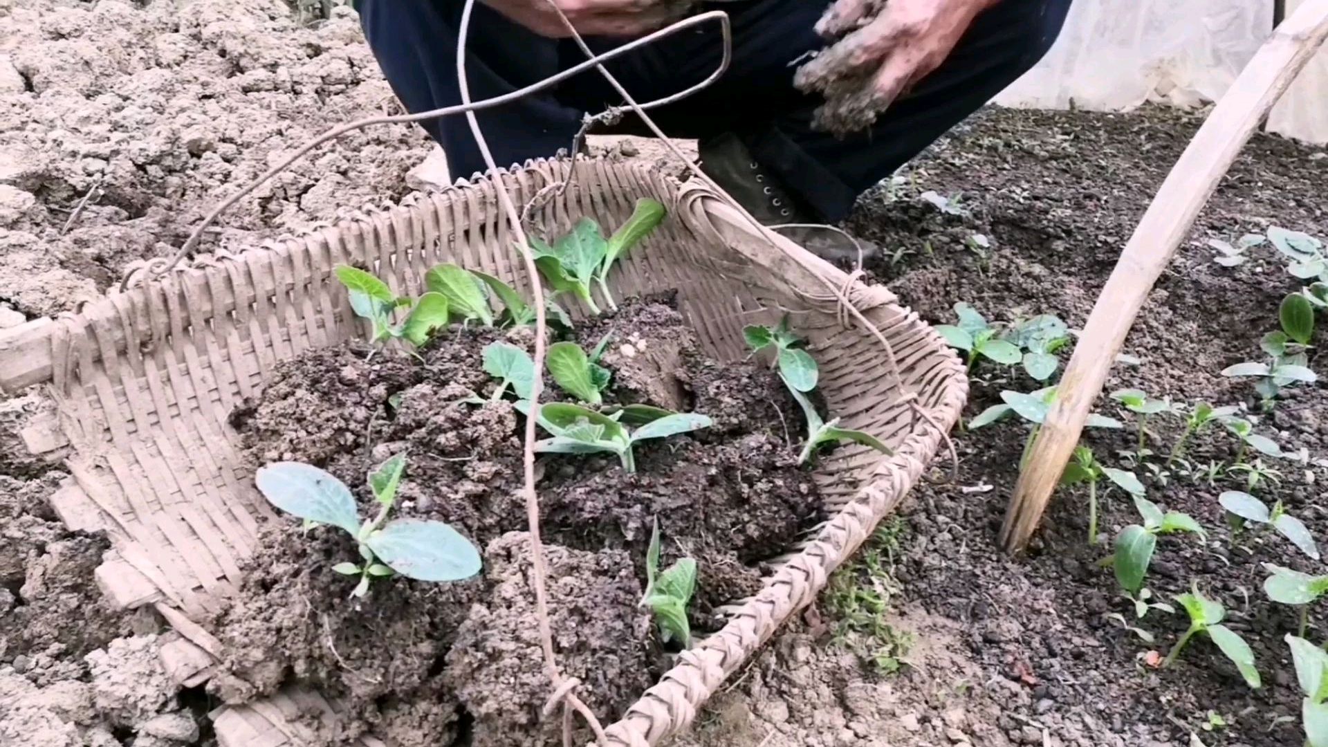 春季,老农教你如何移栽菜秧成活率高?