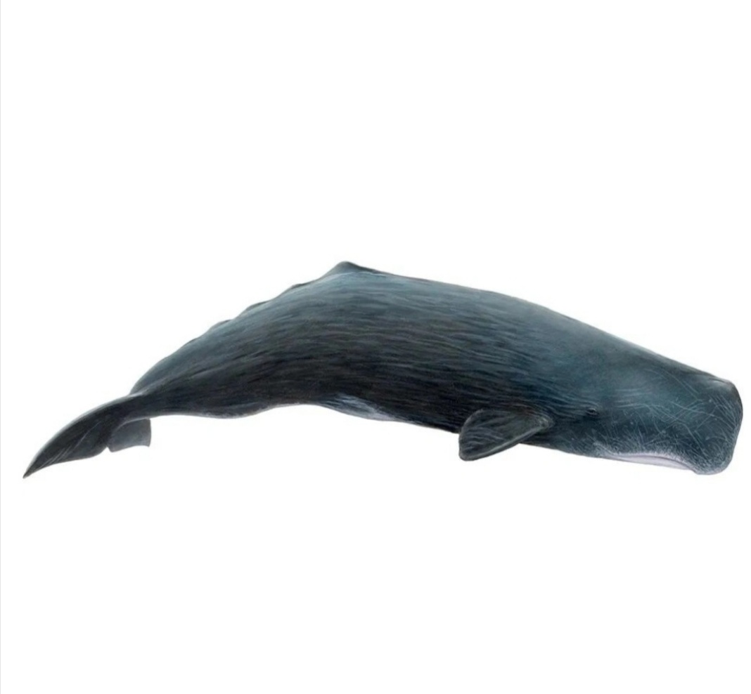 又称巨抹香鲸,卡切拉特鲸,是世界上最大的齿鲸,是全球分布的种类,有