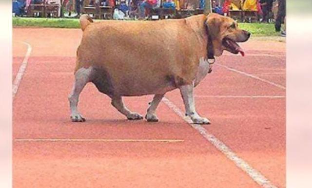 前胸贴后背的流浪狗,硬生生被小学生养到200斤!堪比大母猪!