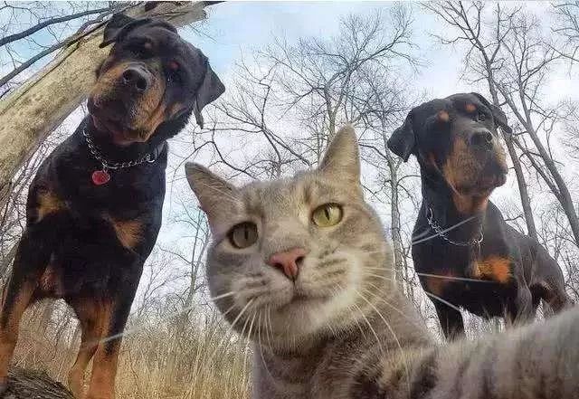 世界上最会自拍的猫非它莫属!