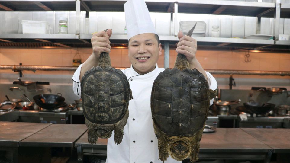 酒店厨师长教你:“红焖鳄鱼龟”的做法,肉质鲜嫩,营养丰富
