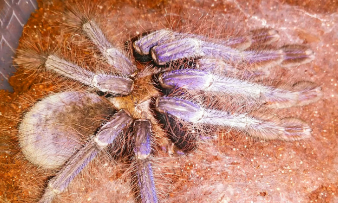 新加坡蓝狼蛛护理