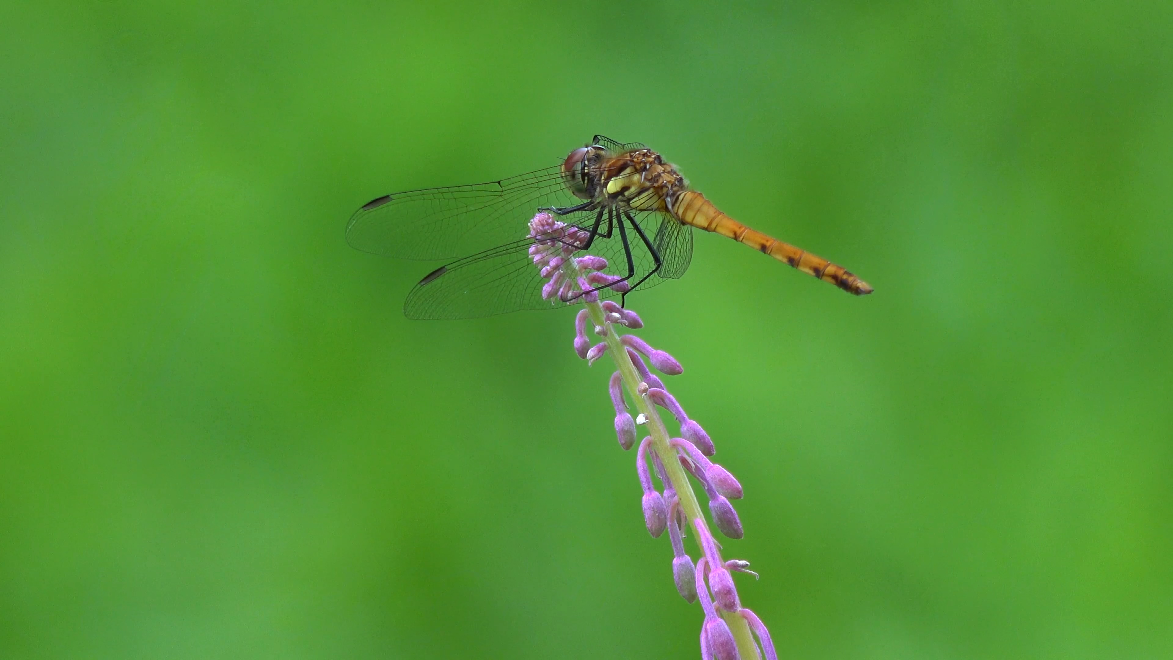 夏天| 绿色植物
