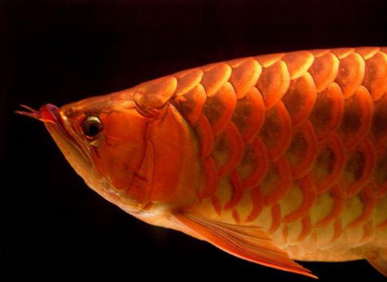 龙眼珠 - 2020年最新商品信息聚合专区 - 百度爱采购