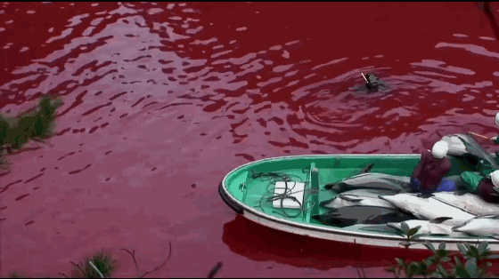 强迫日本小学生食用汞含量超标20倍的海豚肉,还以此为傲?