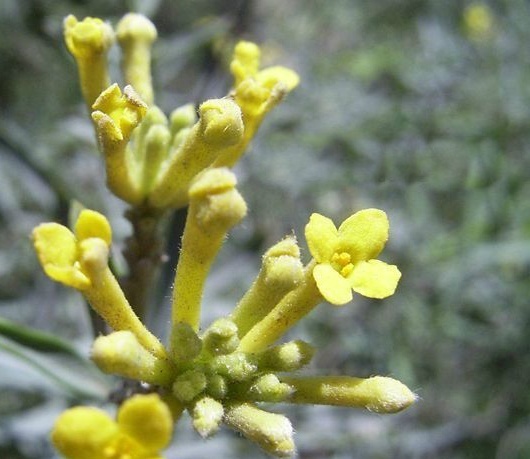 植物知识科普,小编带你了解闷头花