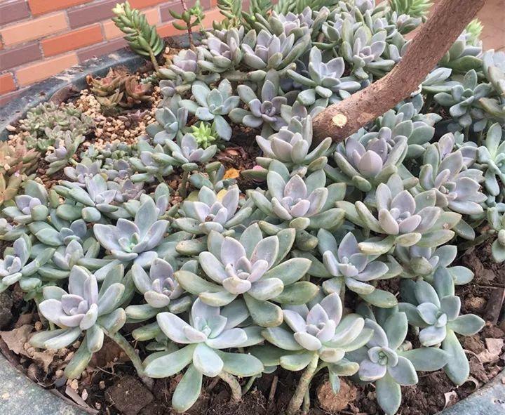 多肉十大"美人",太阳一晒脸就红,肉嘟嘟的像颗球!