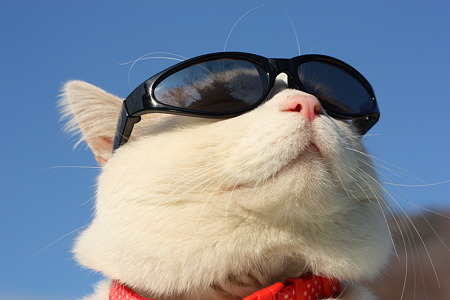 网红猫五大特质,快看看你家猫有没有成为网红的潜力
