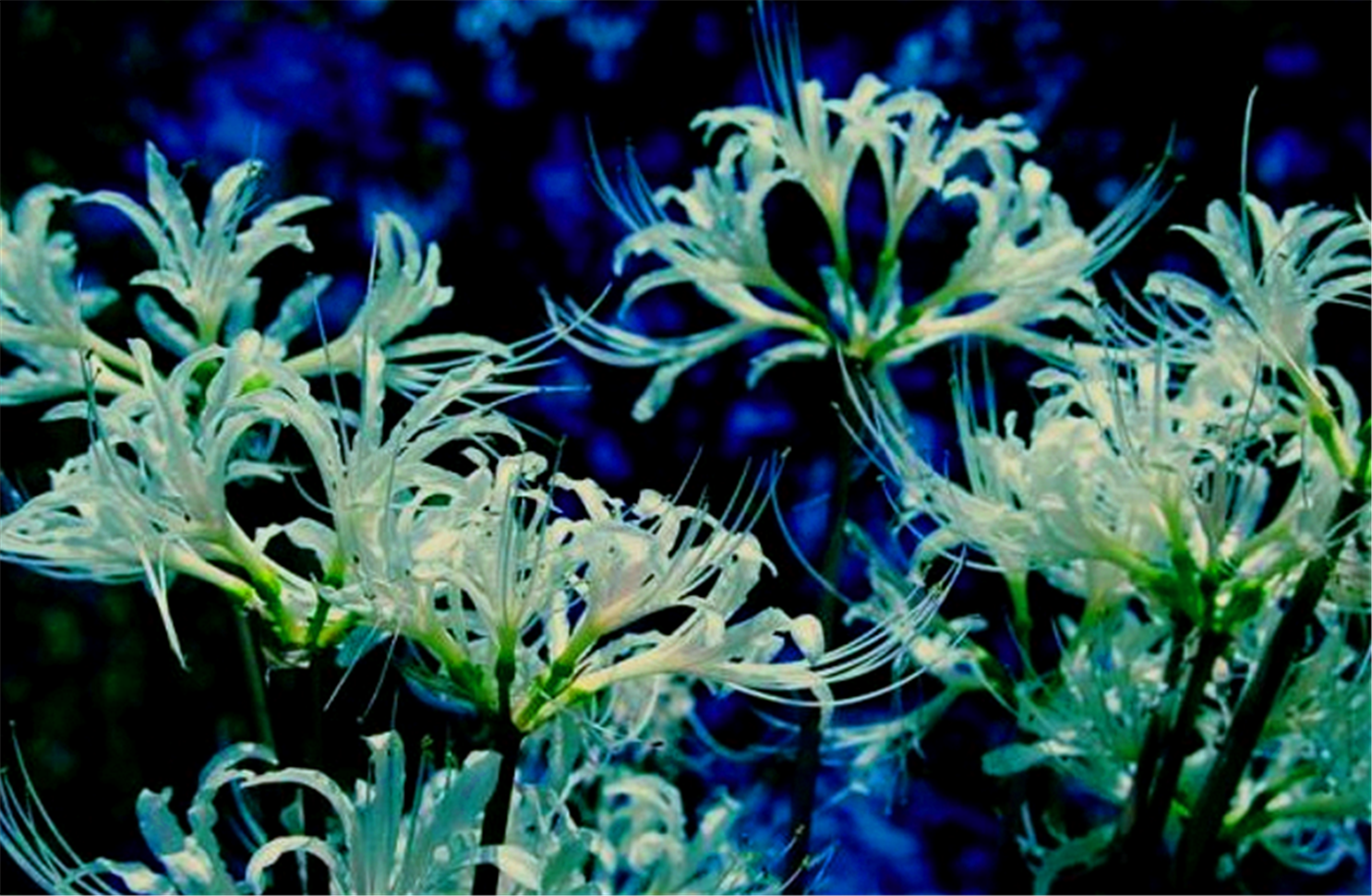 天蝎座——黑色彼岸花花语,不可预知的黑暗,死亡和颠沛流离的爱