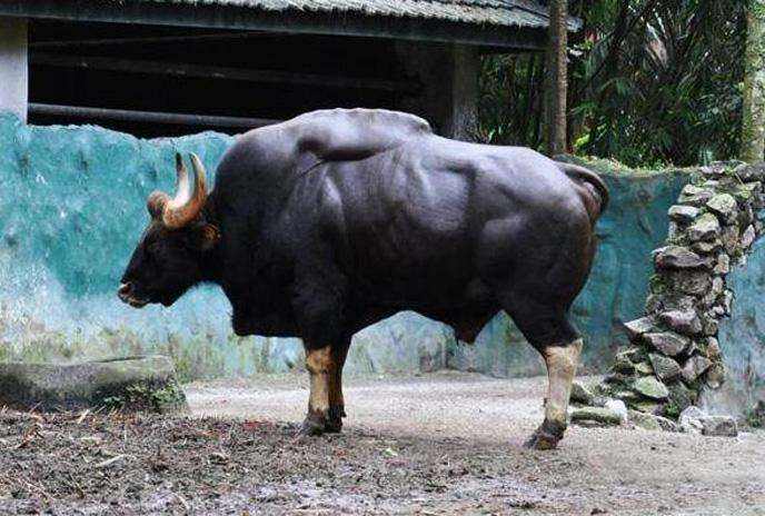 世界上最大的牛,体重可达3000斤,能把孟加拉虎赶跑,我国也有