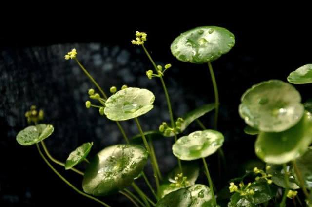 "铜钱草"爆盆不难,学会4点就会疯长,开花了一定要剪掉!