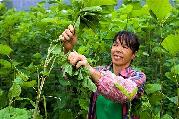 桑里白粉病和桑赤锈病属于真菌病,它们的症状跟传播性质都在这了