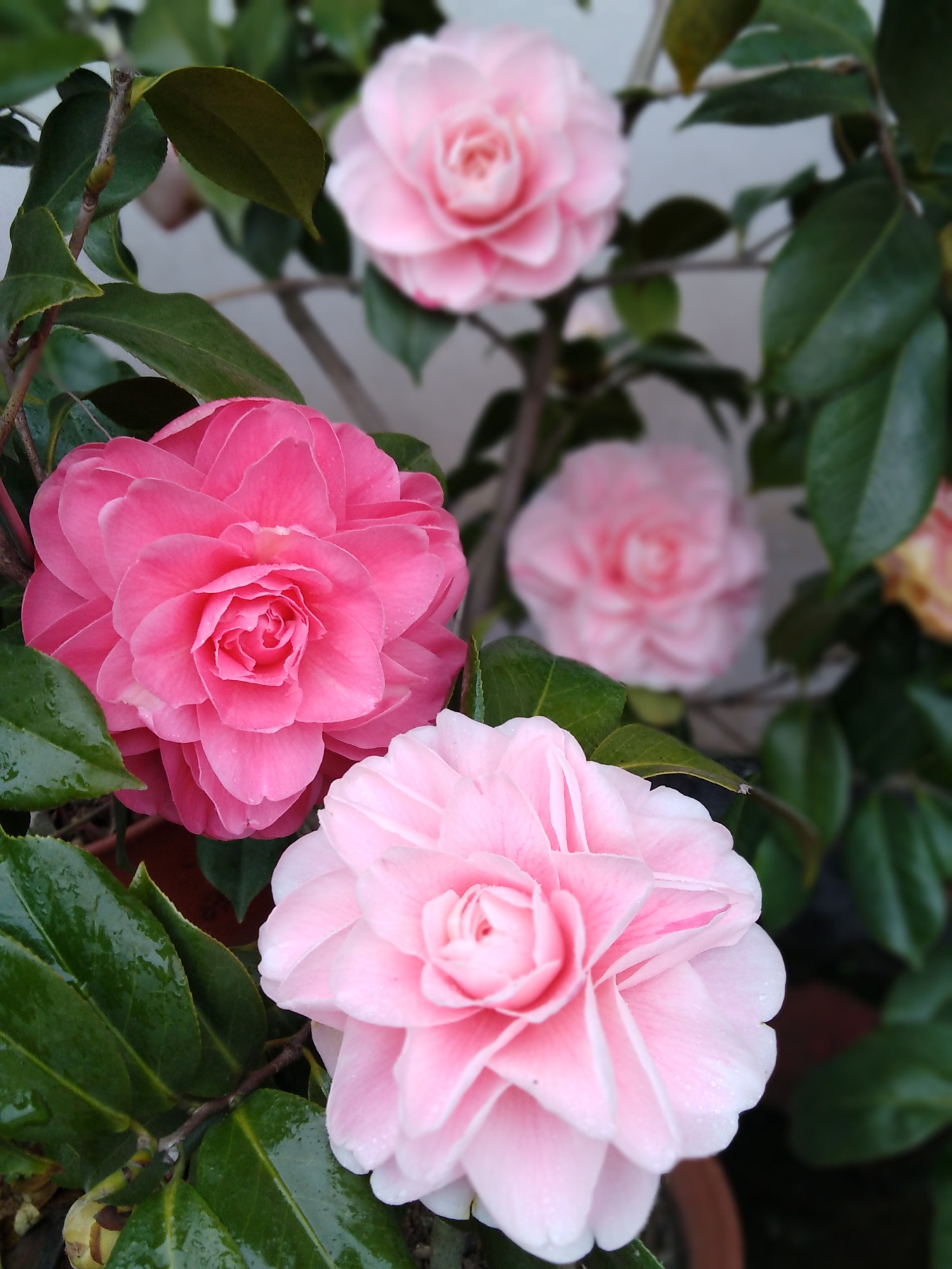 此款木本花卉,一树多色花,花型不输牡丹,栽培容易,是盆栽佳品