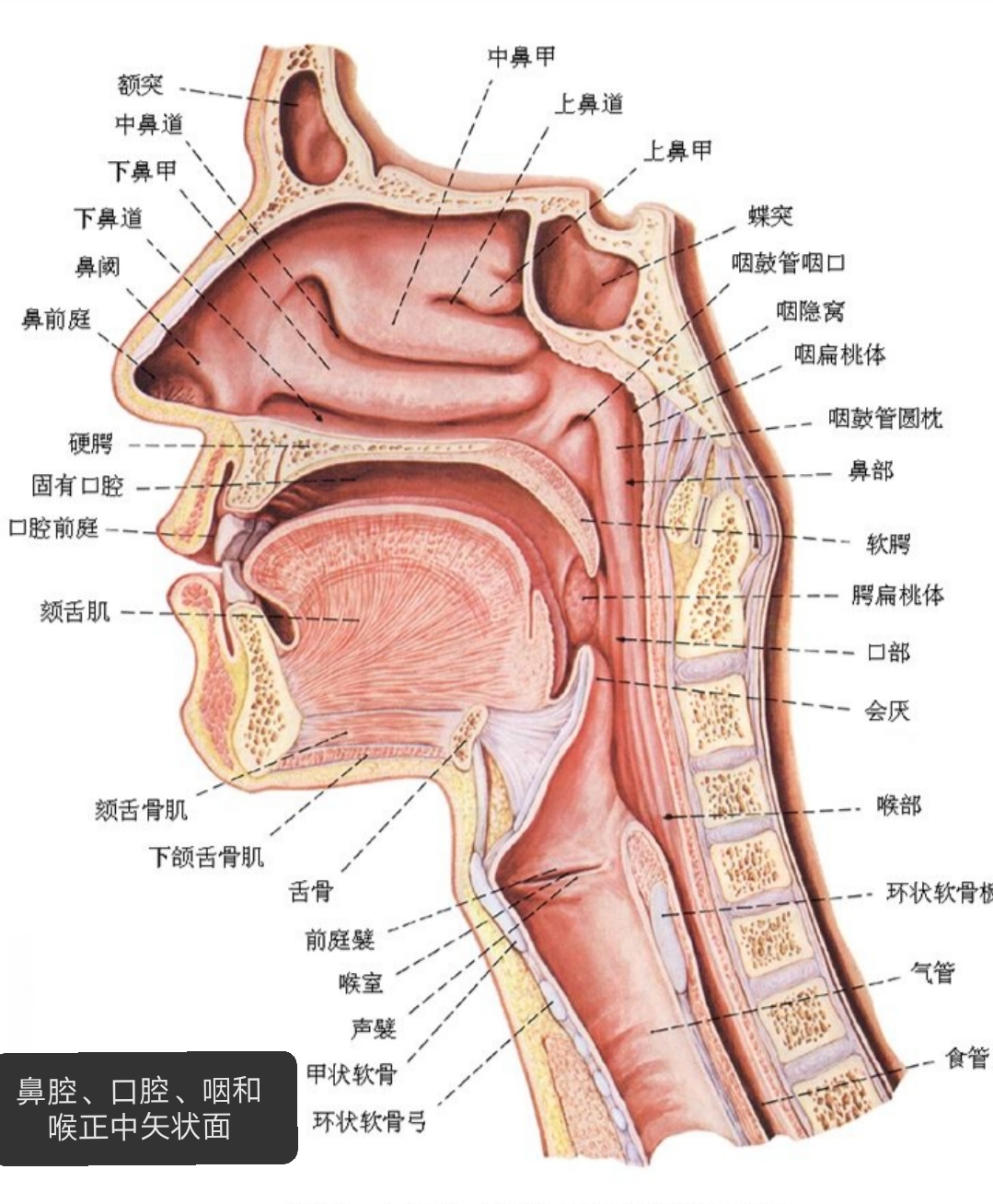 鼻窦炎对生活的影响