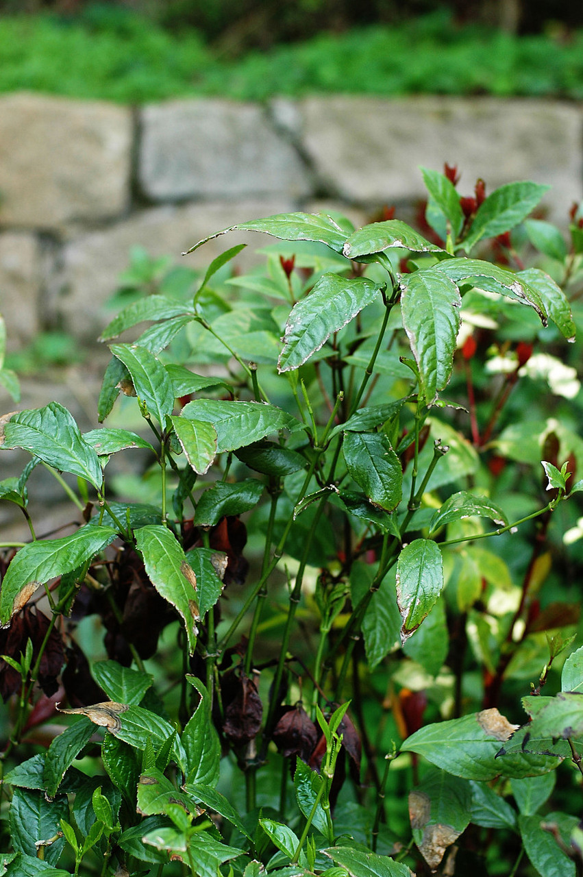 云南刺五加是生长在云南深山老林中的神奇植物,具有补气养血,强筋壮骨