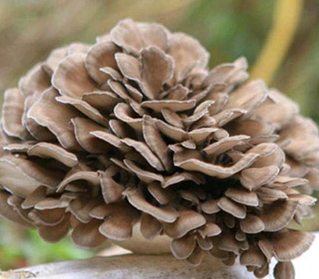 珍稀食用菌栗蘑,你知道它的名字怎么来的吗?