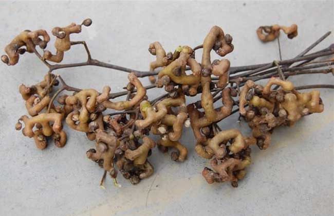 农村这种稀有果子,帮助降低血压,祛除湿气,还能瘦身减肥!