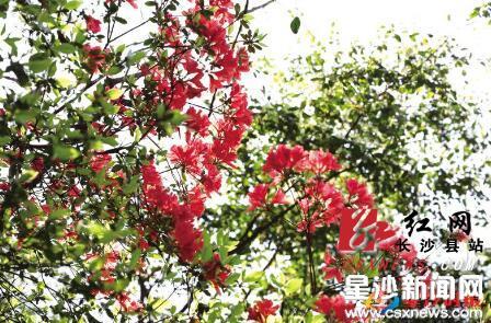 為您盤點長沙縣踏春賞花的好去處 週末約起來