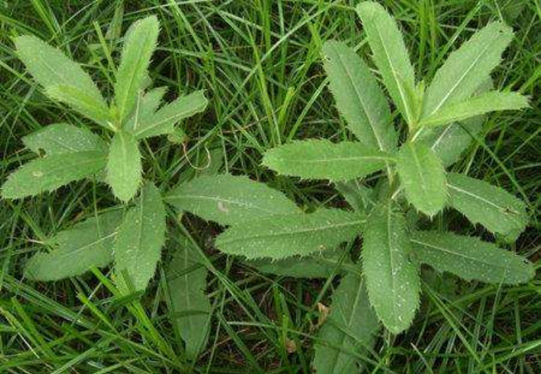 采集刺儿菜哪里最多?是一个常见的野菜,还是一味中草药