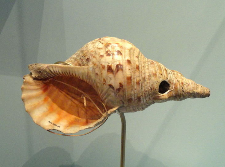 见过长眼睛的海螺吗?这种海螺不仅有眼睛,还能在海里跳着行走!