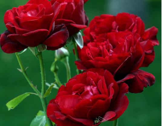 红色月季花语:纯洁的爱,热恋,贞节,勇气.