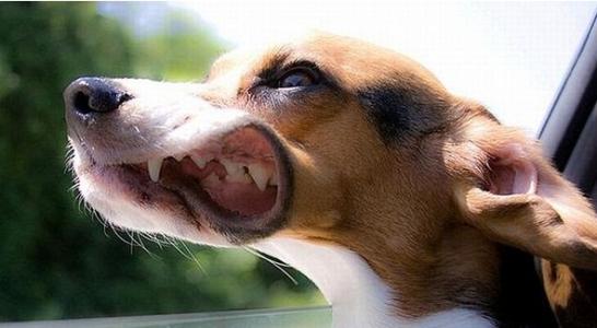 花钱伺候反被咬,感觉自家狗子没救了!