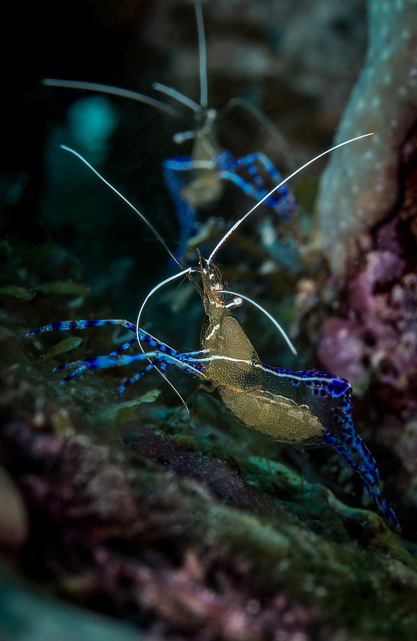 罗氏沼虾软壳病症状包括甲壳变软,体形消瘦,活动减弱,生长缓慢和可能