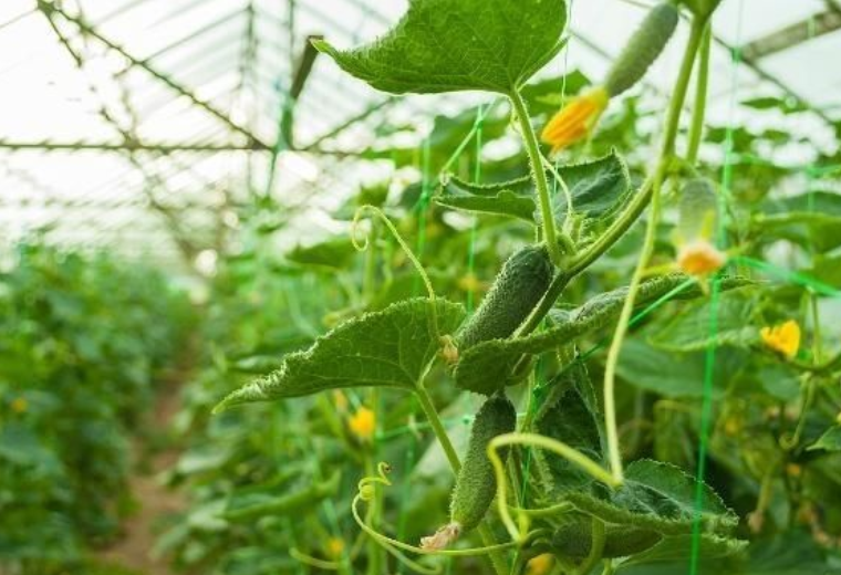 黄瓜长出卷须时不要着急去除,可以根据它来做一些判断!