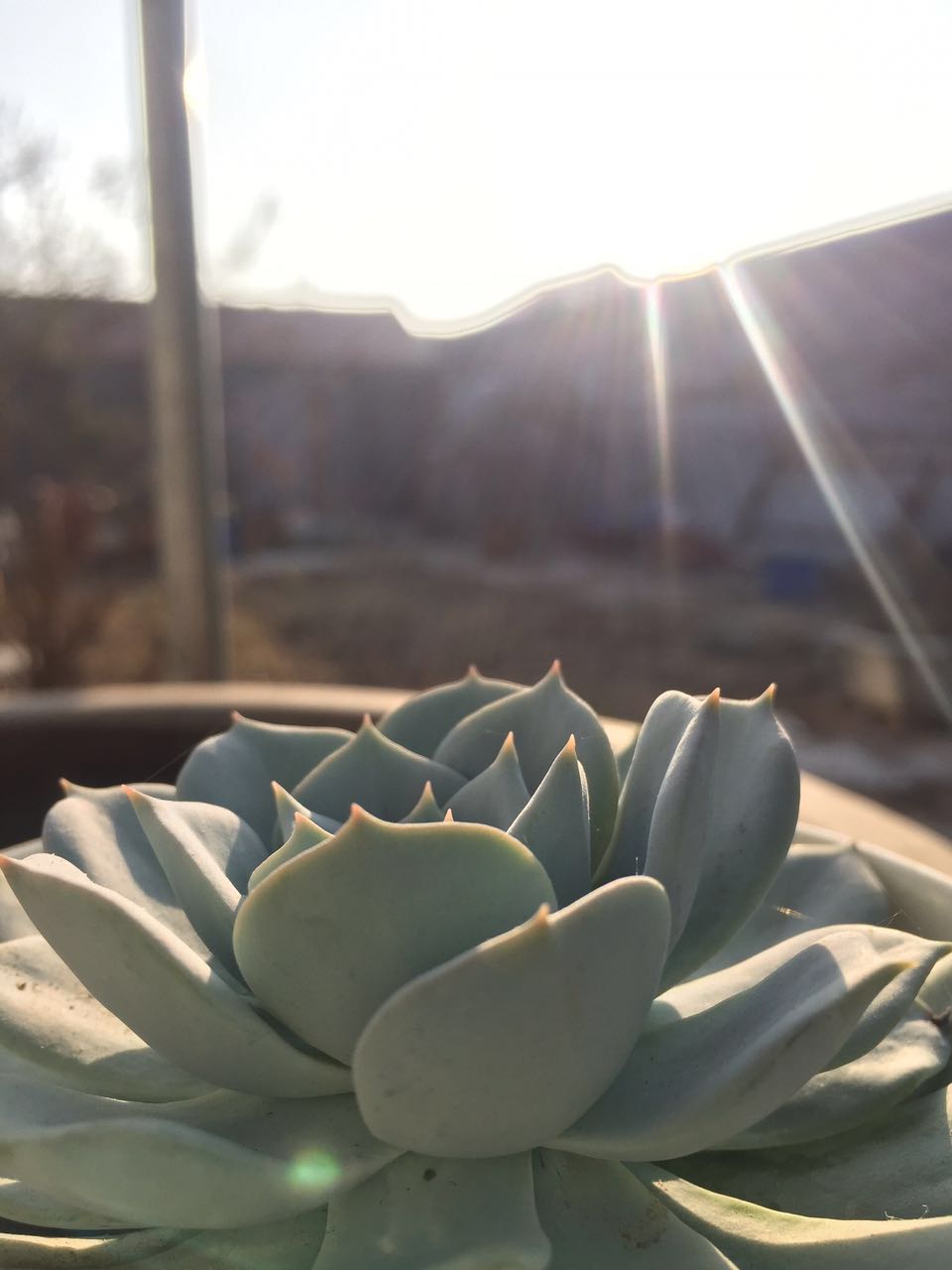 夕阳下的多肉植物,冬天的多肉状态不错