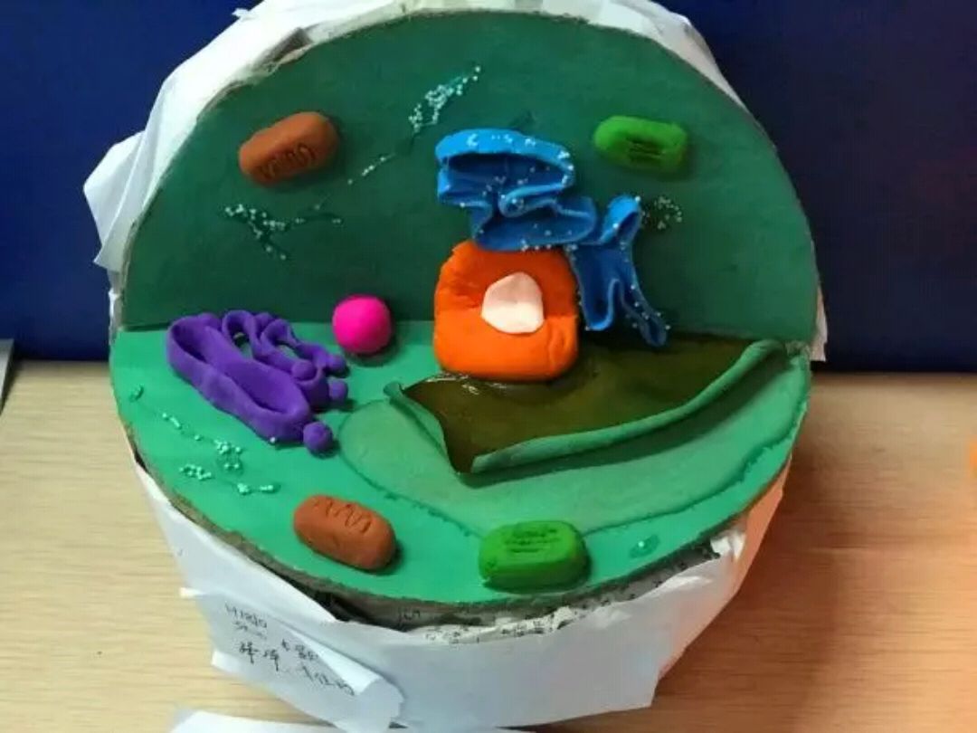 耒阳一中高一生物组成功举办"生物模型制作"大赛