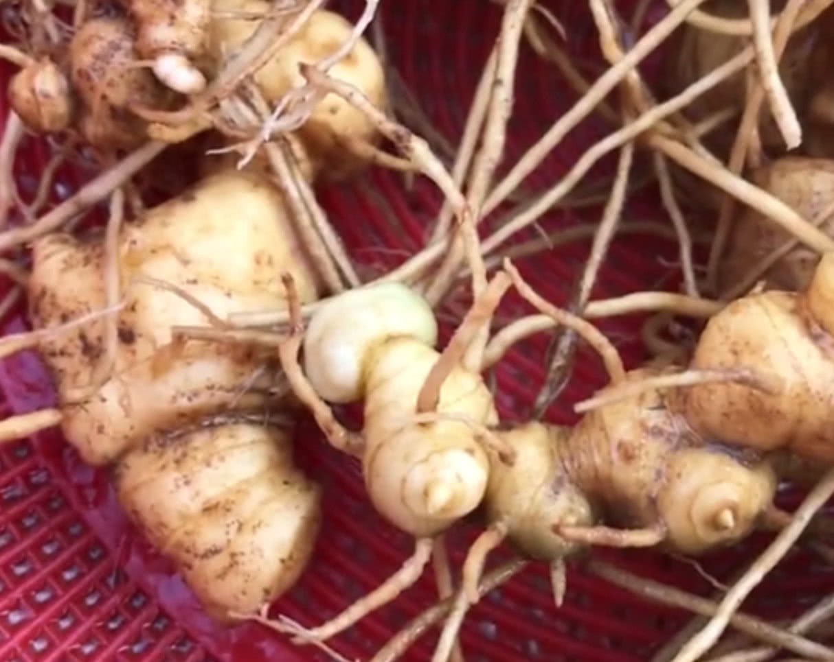 猴子姜可以和灵芝泡酒吗_瑞然堂滋补