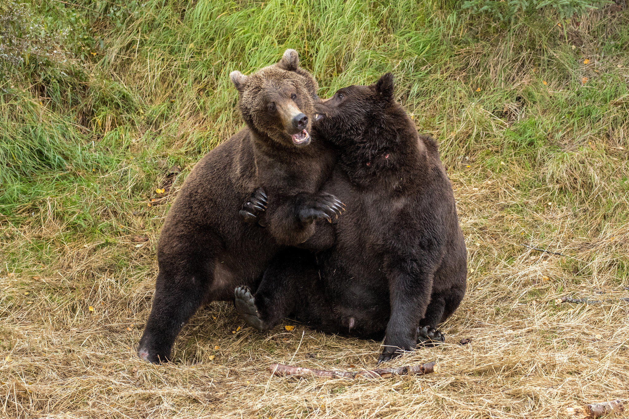 美国两只棕熊宝宝日常互怼  摔跤嬉戏玩得嗨