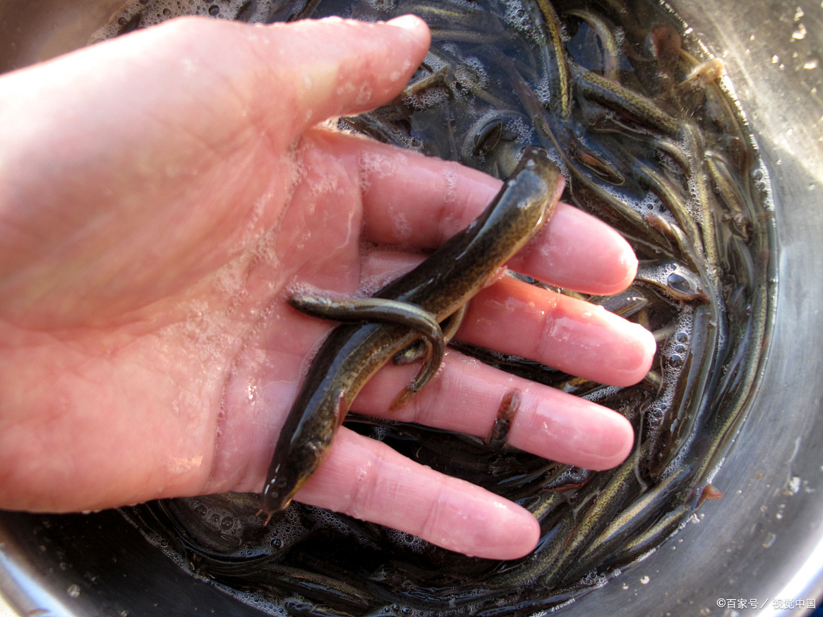 鳝,鳅在稻田混养可是技术活,互利共生,成就立体生态种养高效益