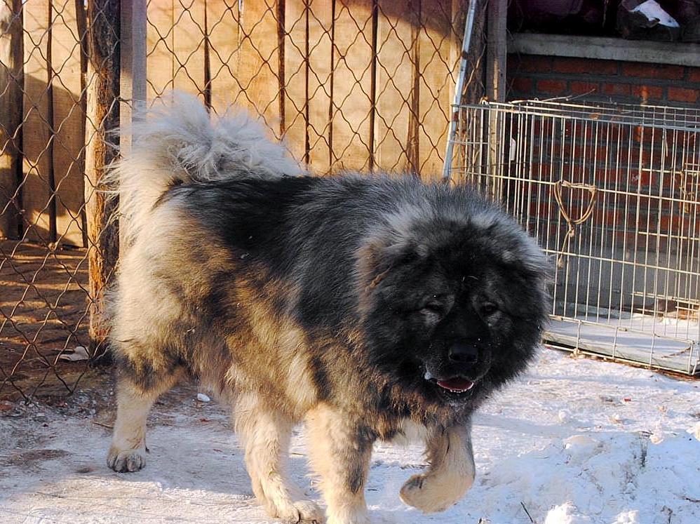 世界上体型最大的犬类,高加索犬,比藏獒还要大的狗狗