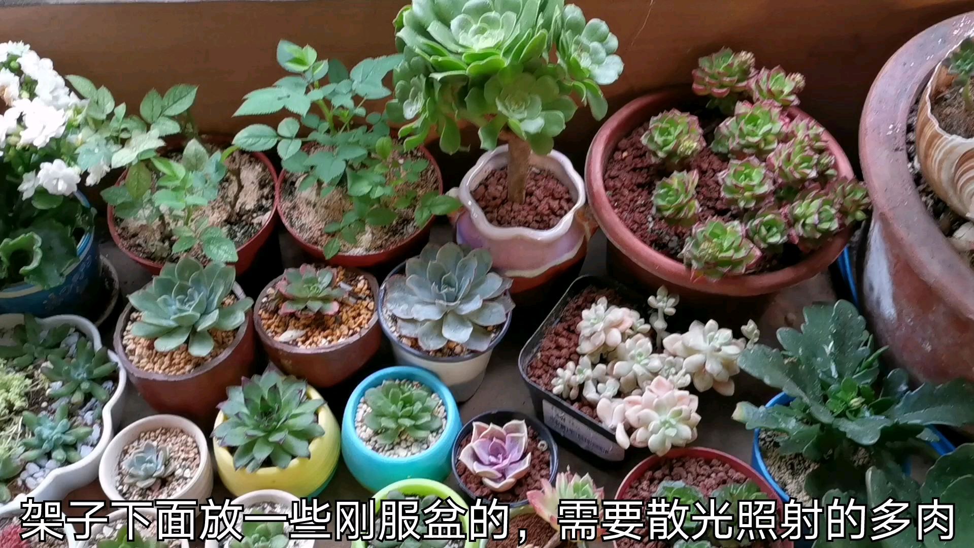 阳台党是怎样养多肉植物的?大家看完别笑太寒酸