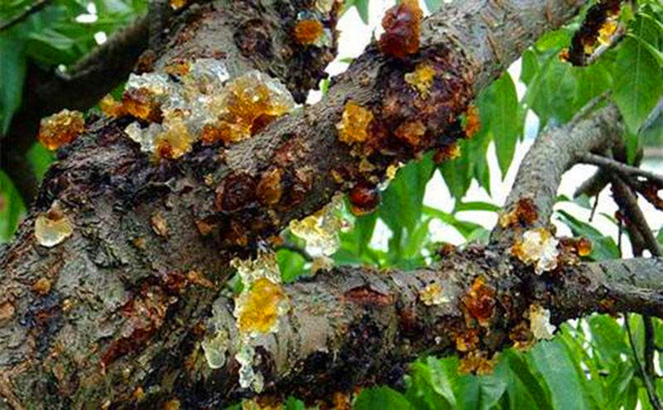 桃树,杏树流胶病的综合防治,学会了让你家的果树健健康康成长