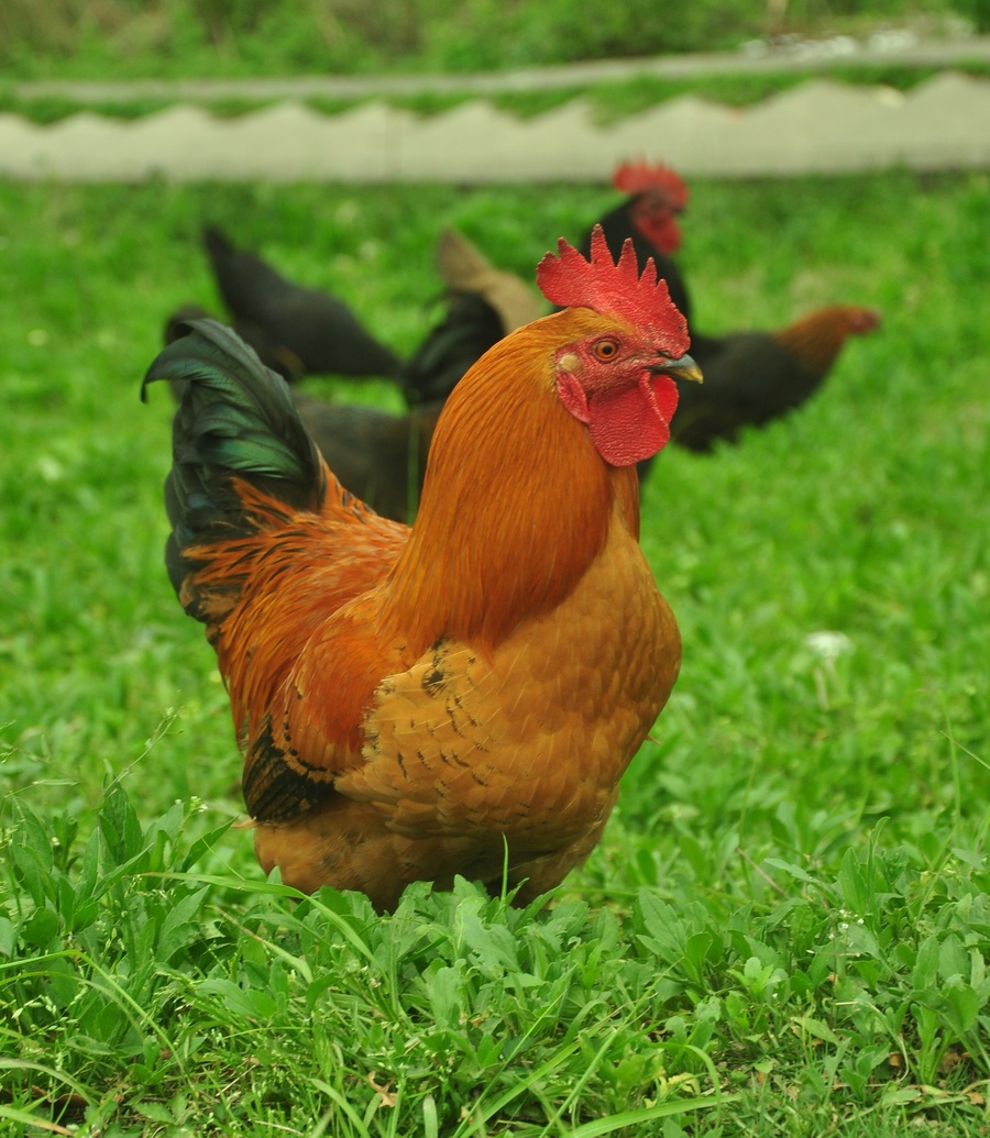 农村土鸡的养殖方法,这些你都知道吗